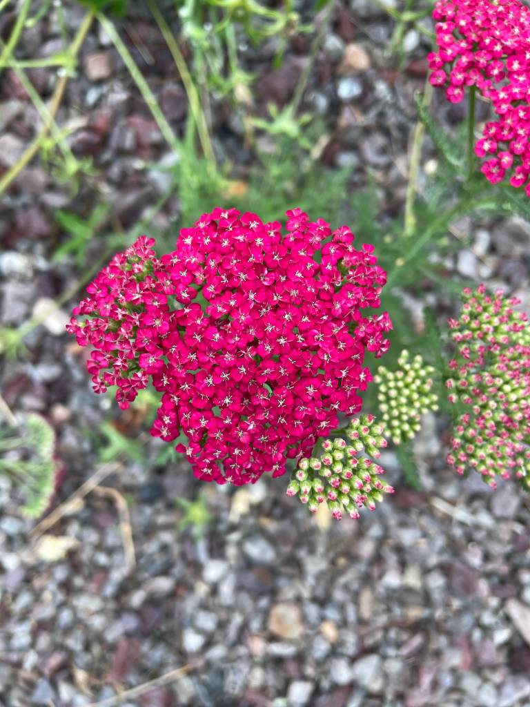 Plant name: Saucy Seduction Yarrow Achillea millefolium 